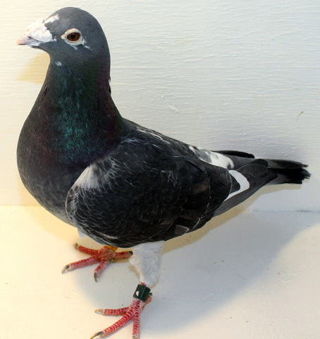 "Life of a Pigeon"